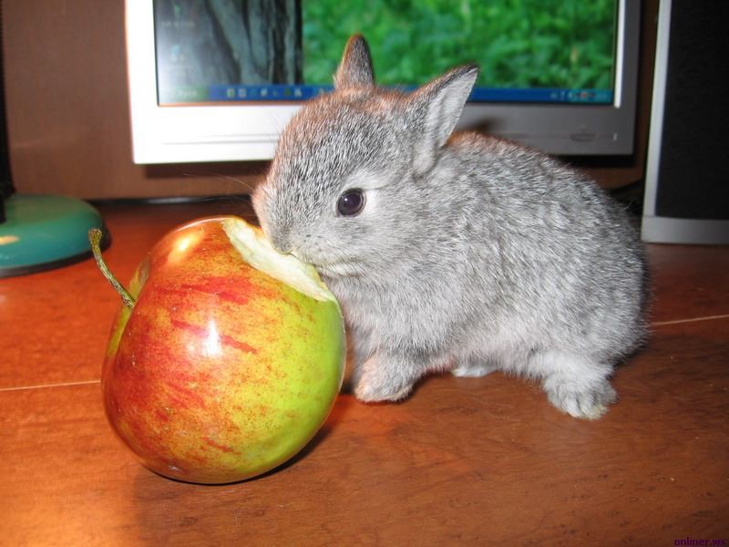 кролик грызет яблоко